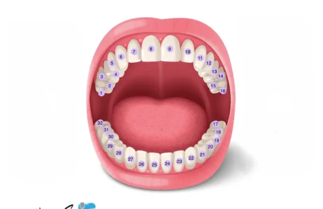 Numbering and names of teeth