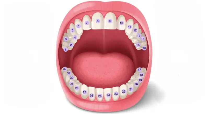 Numbering and names of teeth